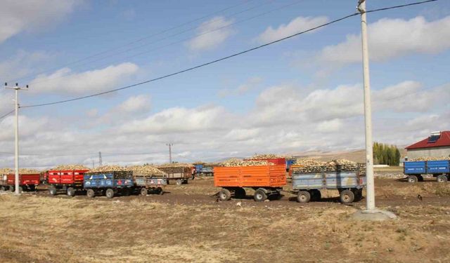 Malazgirt’te şeker pancar alımları devam ediyor