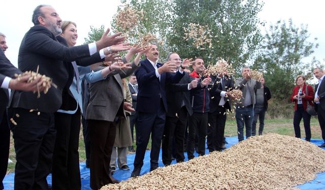 Meriç’te fıstık şenliği