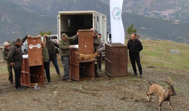 Mersin’de yakalanan 5 yaban keçisi Amasya’da doğaya salındı