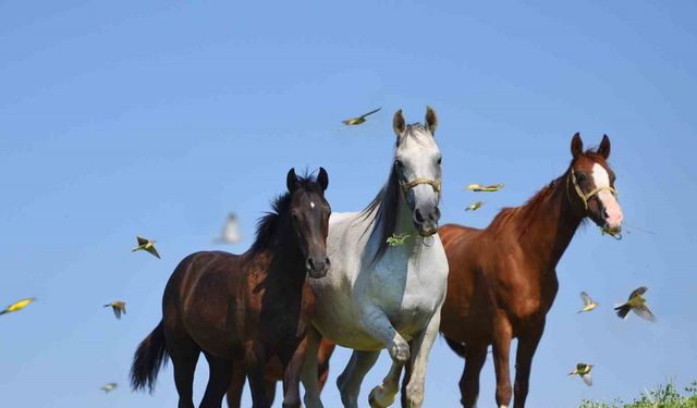 Milyonluk taylar görücüye çıkmaya hazırlanıyor
