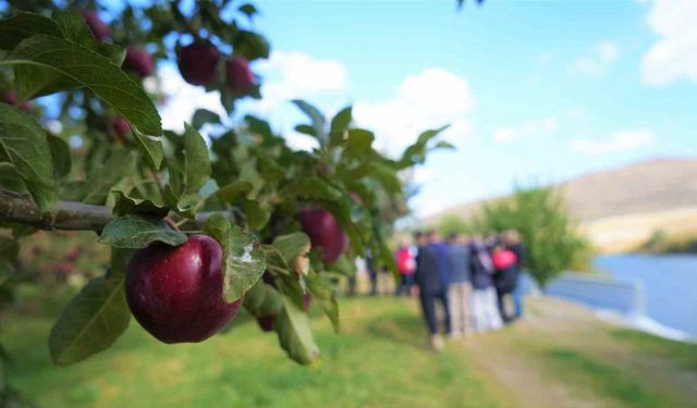 Muş’ta elma hasadından 100 milyon liralık gelir bekleniyor