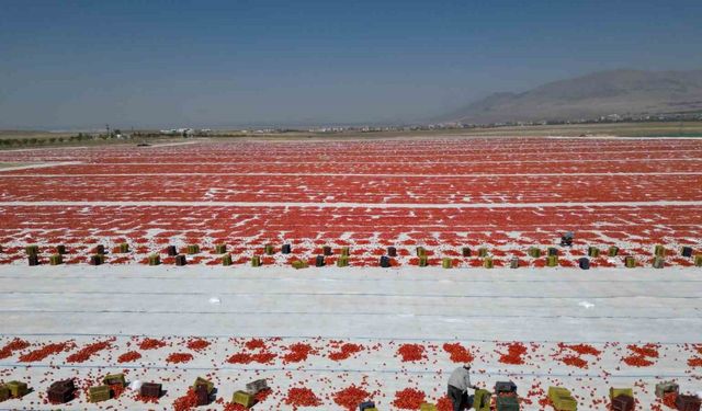Niğde’de güneşte kuruyan domatesler dünya sofralarında