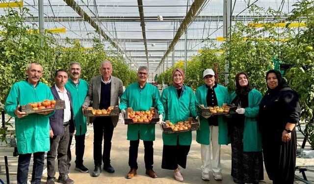 Niğde’de jeotermal enerjiyle ısıtılan seralarda domates hasadı