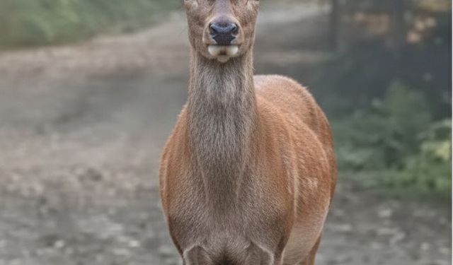 Orman sofrasında Kızıl Geyik öğle yemeğinde