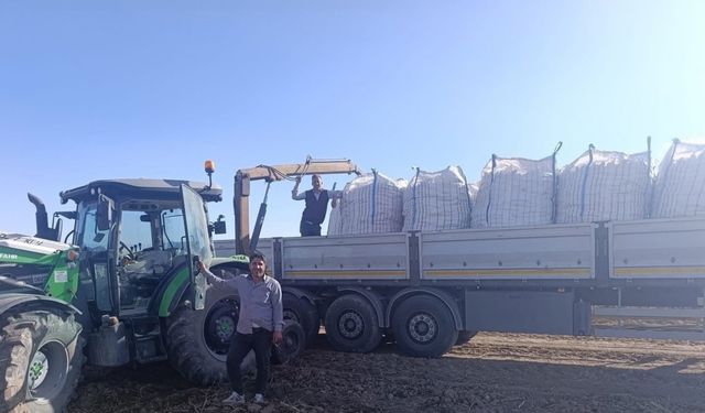 Patnos’ta patates hasadı başladı