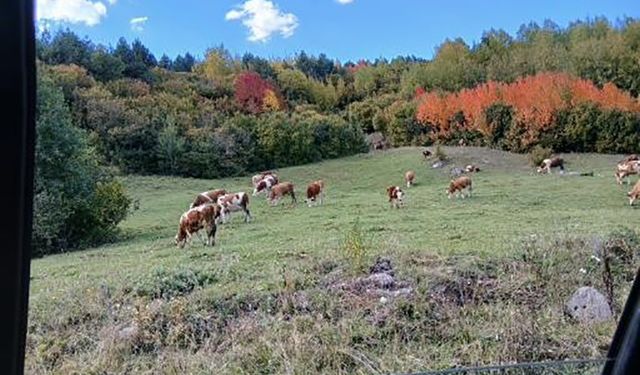 Posof’ta sonbahar güzelliği