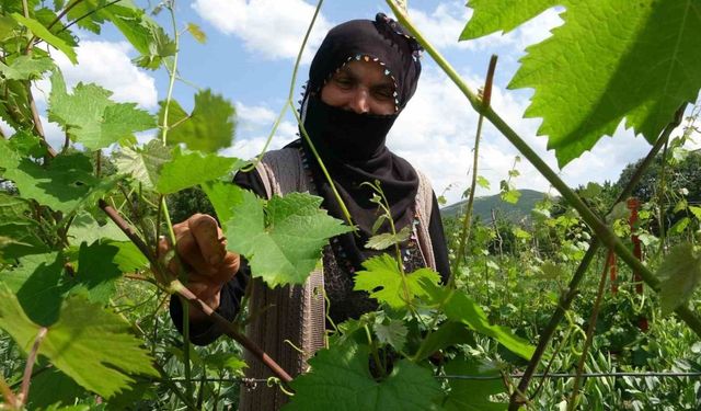 Prof. Dr. Gerçekcioğlu: "Meyveciliği örtü altına almalıyız"