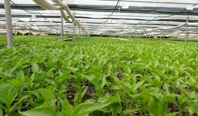 Prof. Dr. Resul Gerçekçioğlu: "Yabancı türler genetik mirasımızı yok etti"