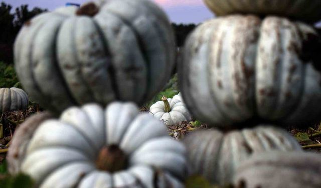 Sakarya’da ‘Beyaz Elmas’ tarlalarda parlamaya başladı