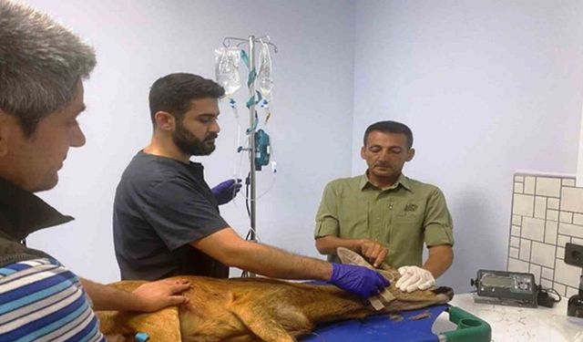 Samsun’da bin 200 hayvan tedavilerinin ardından doğaya salındı