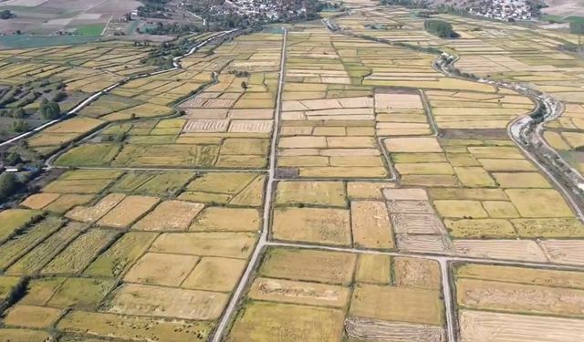 Saraydüzü’nde çeltik hasadı başladı