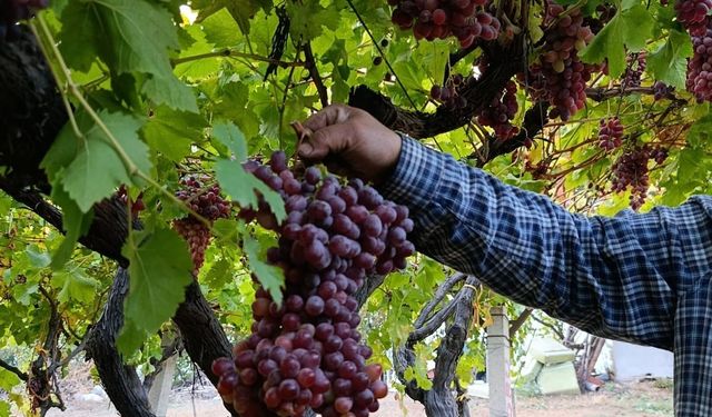 Sarıgöllü üreticiden 1 kilo 740 gramlık üzüm salkımı