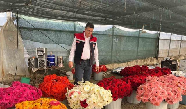 Serada sebzeden gerberaya: Üretim çeşitliliği dikkat çekiyor