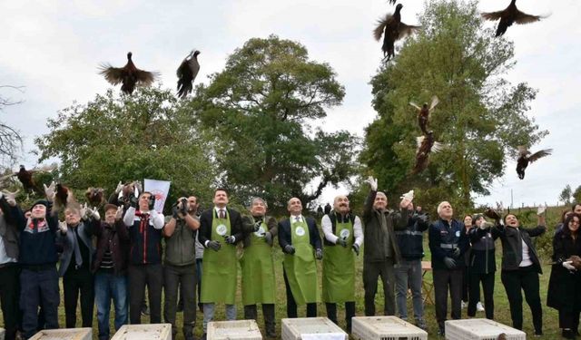 Sinop’ta 250 sülün kuşu doğaya bırakıldı