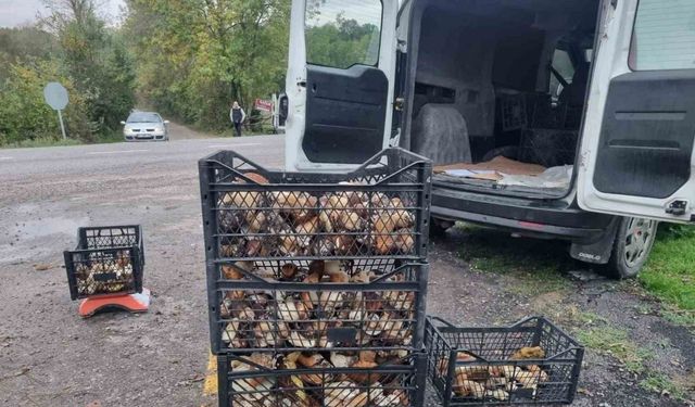 Sinop’tan Avrupa’ya mantar ihracatı