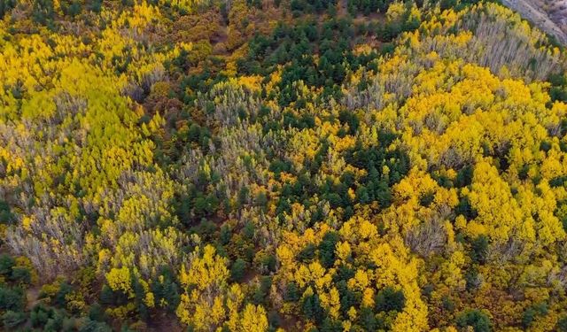 Sonbaharda seyirlik manzara