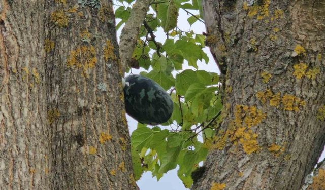 Su kuyusunda cansız bedeni bulunan Hasret’ın son mesajı babasına ‘Eve geliyorum’ olmuş