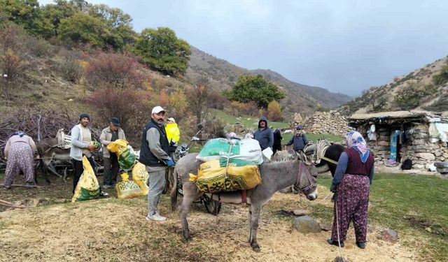 Şuhut’ta kestane hasadı başladı