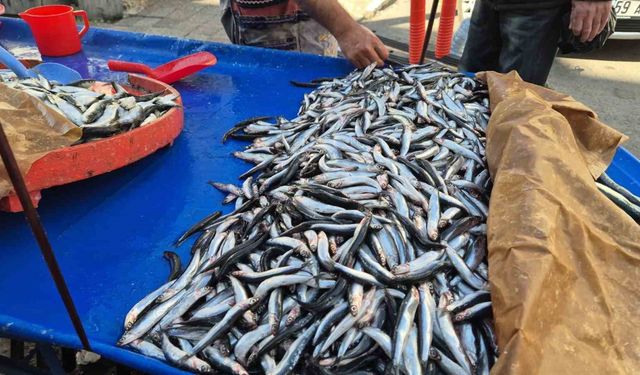 Tekirdağ’da hamsi ve sardalya 150 liradan alıcı buluyor