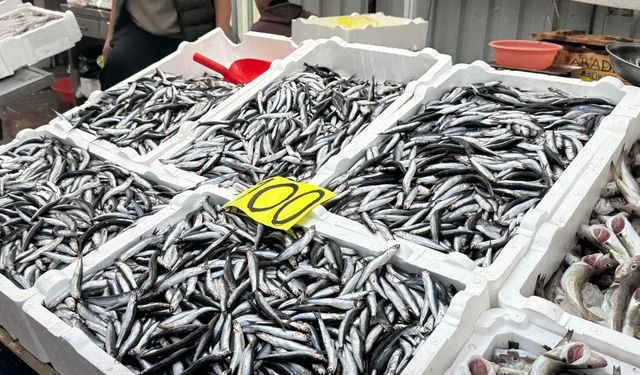 Tezgahta 100 liraya düşen hamsi yoğun ilgi gördü