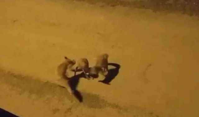 Tilkilerin sokaktaki oyunları kameralara yansıdı