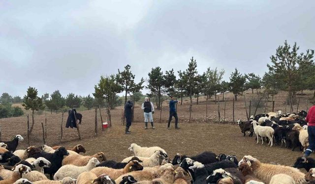 Tokat’ta çobanlara hayvan sağlığı eğitimi