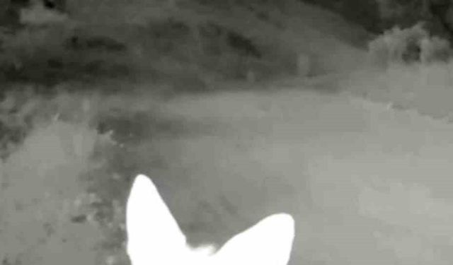 Tunceli’de yaban hayatı kameraya yansıdı