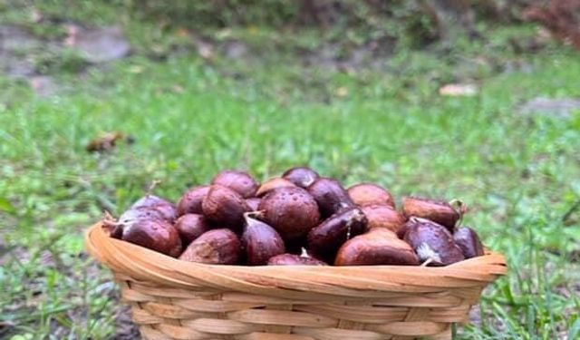 Türkeli’de kestane sezonunda vatandaşlar ormana akın etti