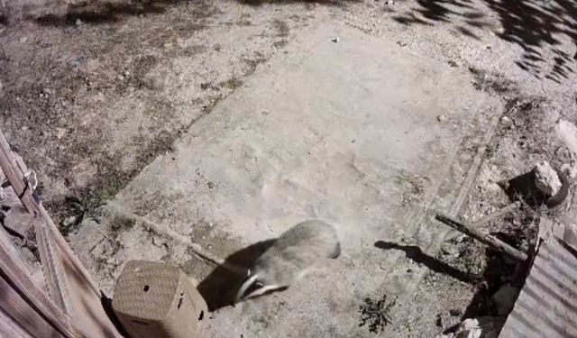 Türkiye’de nadir görülen bal porsuğu ile sansar kamerada