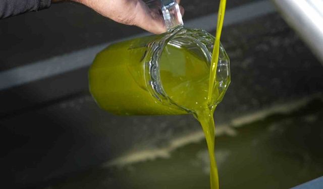 Türkiye’de satılan zeytinyağının yüzde 65’i ‘Ayvalık zeytinyağı’ adıyla piyasada