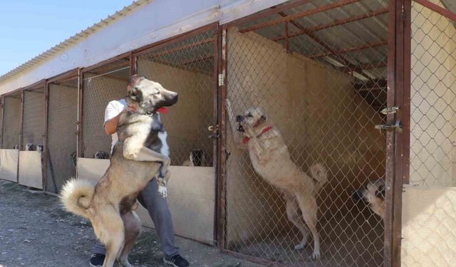 Uzmanı, sosyal medyada süren çoban kopeği yarışına noktayı koydu