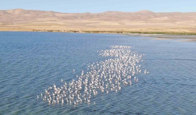 Van Gölü havzası flamingolarla renkleniyor