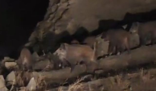 Van’da mahalleye inen domuz sürüsü görüntülendi