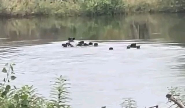 Yaban domuzları Meriç Nehri üzerinden Yunanistan’a geçti