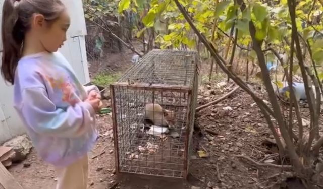 Yakalanan tilkiyi gören küçük kızın sözleri yürekleri ısıttı