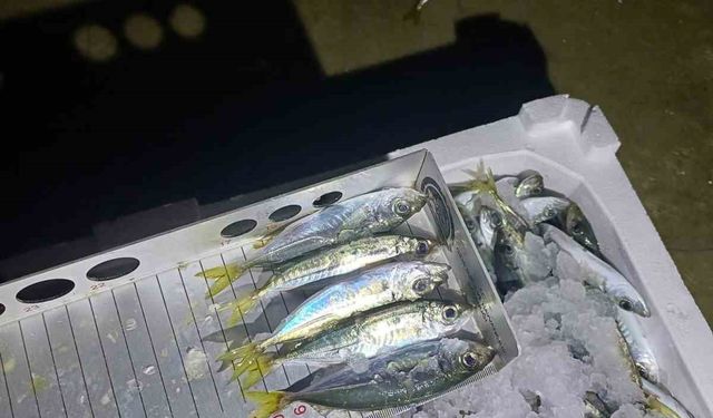 Yasal boy denetimi: Bin 845 kilo istavrite el konuldu