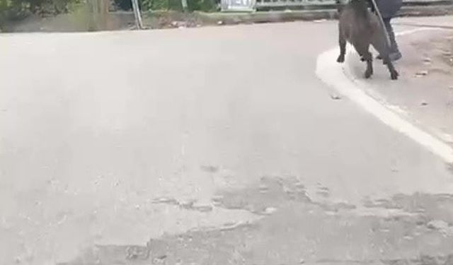 Yaşlı adam, üzerine koşan domuzdan son anda kurtuldu