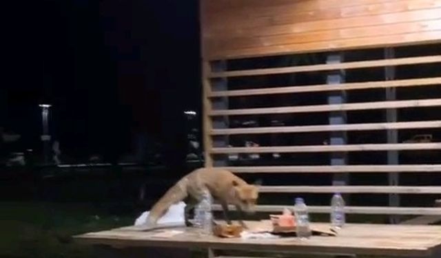 Yavru tilki doğum günü pastasına kondu