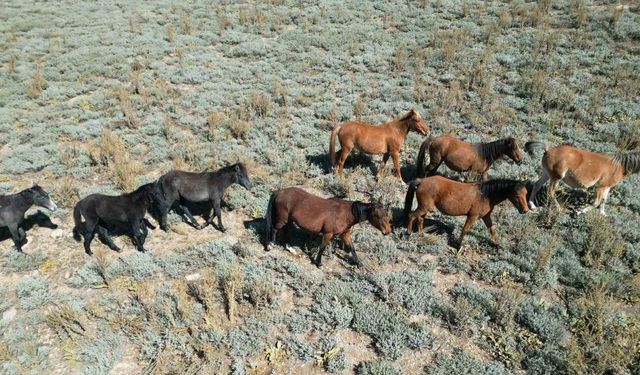 Yaylalardan köylere inmeye başlayan yılkı atları dron ile görüntülendi