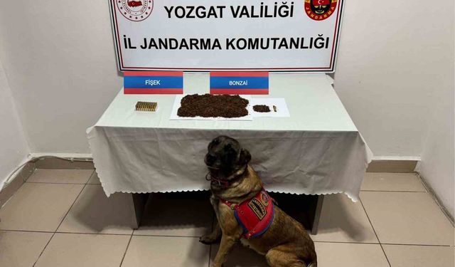 Yozgat’ta şüpheli şahsın aracında bonzai ele geçirildi