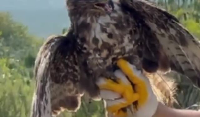 Yüksek gerilim hattına çarpıp felç geçiren kızıl şahin doğayla buluştu