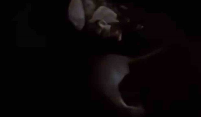 Yüksekova’da su samuru görüntülendi