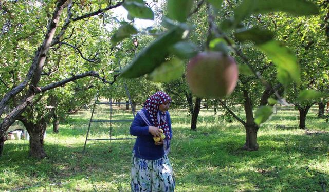 Zirai donun vurduğu Amasya misket elmasında bu yıl hasat yok