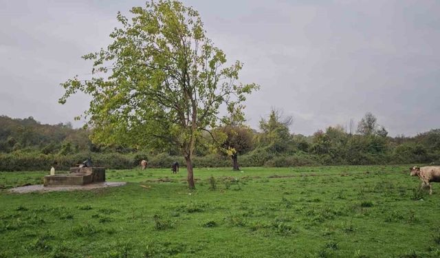 Zonguldak’ta su kuyusunda kadın cesedi bulundu