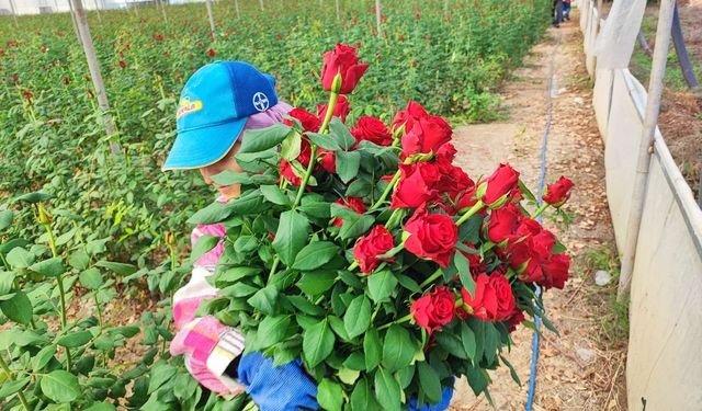 Adana’da seralarda gül hasadı başladı