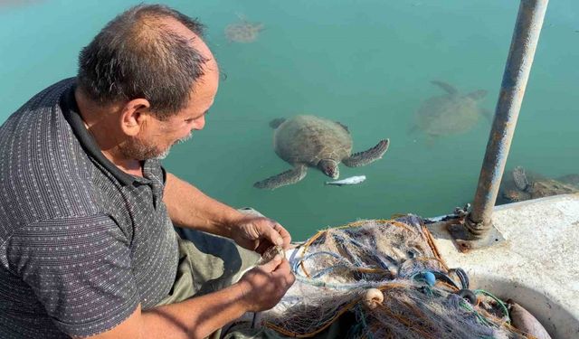 Mersin’de Carettalar Balıkçı Barınağını Mesken Tuttu