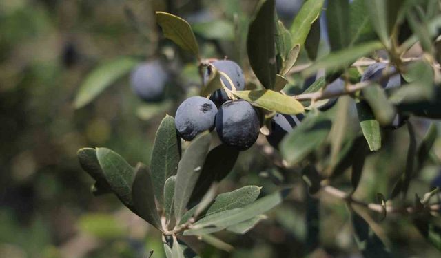 Hatay’da 17 milyon 102 bin ağaçta, 201 bin ton zeytin rekoltesi bekleniyor