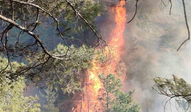 Hatay’da orman yangını