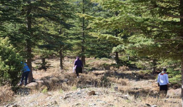 Kilosu etle yarışıyor: Japonların gözdesi sedir mantarı çıktı