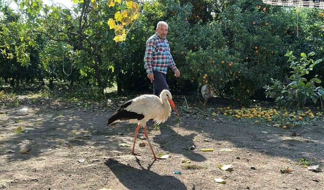 Kümeste tavuklarla birlikte yaşayan leylek, balıkla besleniyor